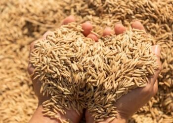 La síntesis del día El arroz subió mucho su precio y es escaso en algunos supermercados