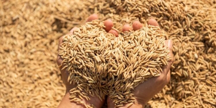 La síntesis del día El arroz subió mucho su precio y es escaso en algunos supermercados