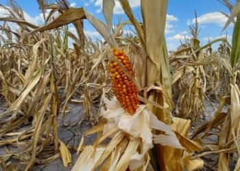 La síntesis del día El trigo todavía se expone a los efectos de una sequía prolongada