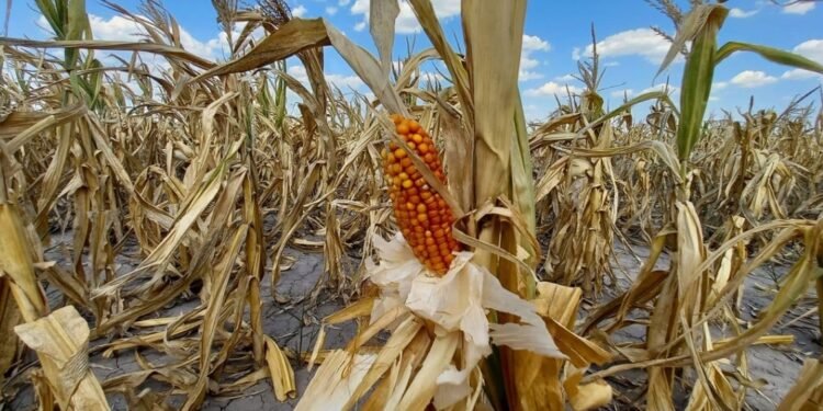 La síntesis del día El trigo todavía se expone a los efectos de una sequía prolongada