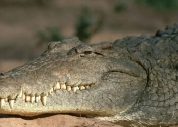 Horror Hallaron un cocodrilo con restos humanos en la boca en Florida