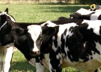 El Gobierno anunció medidas para los sectores avícola, porcino y de lechería