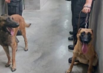 Servicio Penitenciario Habrá más perros para rastrear cannabis, pólvora y celulares en las cárceles santafesinas