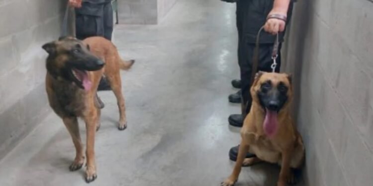 Servicio Penitenciario Habrá más perros para rastrear cannabis, pólvora y celulares en las cárceles santafesinas