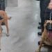 Servicio Penitenciario Habrá más perros para rastrear cannabis, pólvora y celulares en las cárceles santafesinas