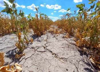 La provincia prorrogó la emergencia agropecuaria por sequía en todo el territorio santafesino