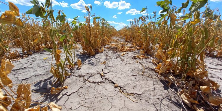 La provincia prorrogó la emergencia agropecuaria por sequía en todo el territorio santafesino