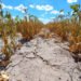 La provincia prorrogó la emergencia agropecuaria por sequía en todo el territorio santafesino