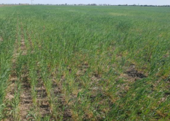 En Rafaela llovieron 5 mm en dos meses y la sequía pega fuerte en los campos