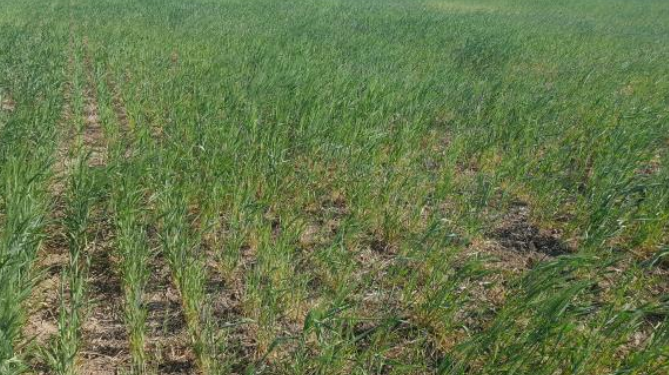En Rafaela llovieron 5 mm en dos meses y la sequía pega fuerte en los campos