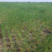 En Rafaela llovieron 5 mm en dos meses y la sequía pega fuerte en los campos