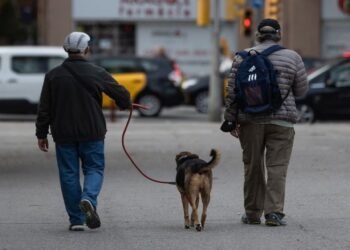 Quieren crear en Rafaela una “guardia urbana” para animales