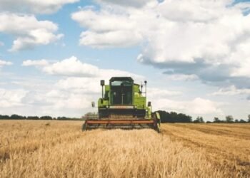 Alivio hídrico Las lluvias mejoraron los rendimientos del trigo y del maíz en el sur santafesino