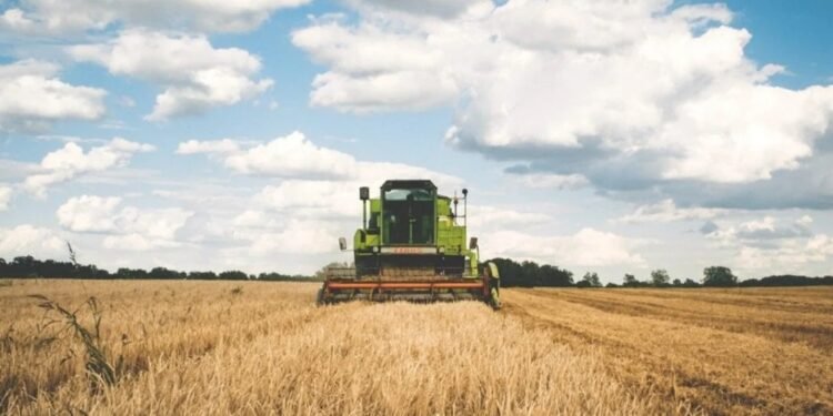 Alivio hídrico Las lluvias mejoraron los rendimientos del trigo y del maíz en el sur santafesino