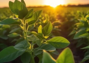 Boletín Oficial Oficializan una nueva extensión del dólar soja