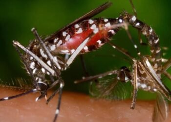Tragedia Una epidemia de dengue provocó más de 1.000 muertes en Bangladesh