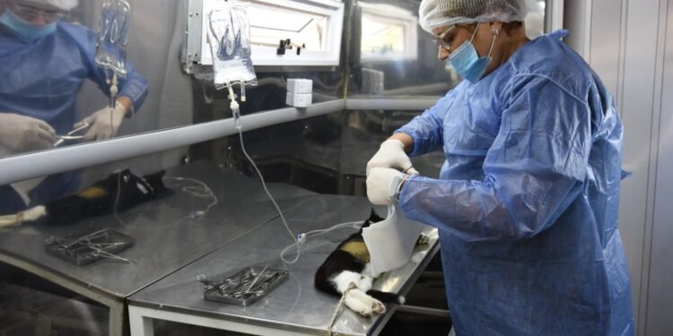 La salud pública incluye también el cuidado de perros y gatos