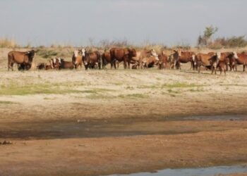 En el Senado de Santa Fe Sequía: quejas de la UCR por «grave discriminación» en ayudas por 920 millones