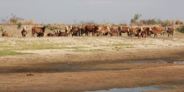 En el Senado de Santa Fe Sequía: quejas de la UCR por «grave discriminación» en ayudas por 920 millones