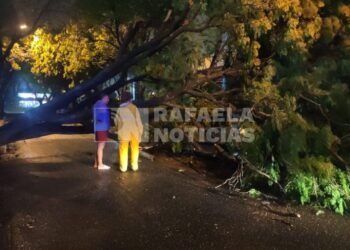 Auto dañado producto de la caída de un árbol de gran tamaño
