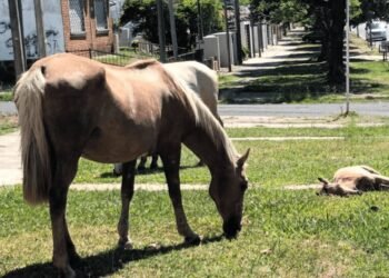 Concejo Municipal de Rafaela: luz verde a la “GuAU”