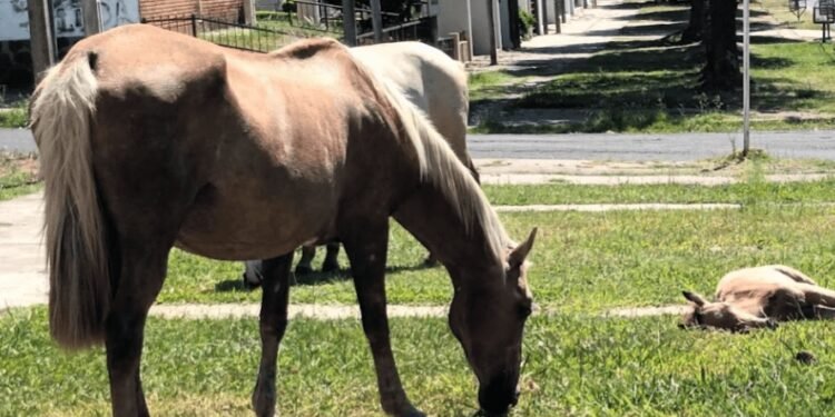 Concejo Municipal de Rafaela: luz verde a la “GuAU”