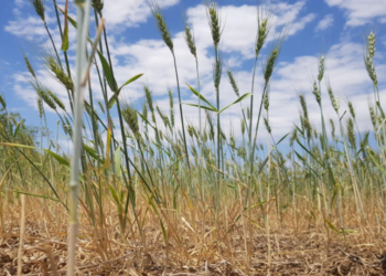 Cultivos en la región: más de la mitad de los trigos están comprometidos por la falta de humedad