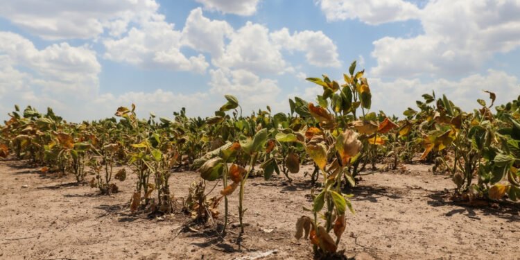 Abren nuevamente la reinscripción para productores con certificado de Emergencia Agropecuaria afectados por la sequía