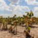 Abren nuevamente la reinscripción para productores con certificado de Emergencia Agropecuaria afectados por la sequía