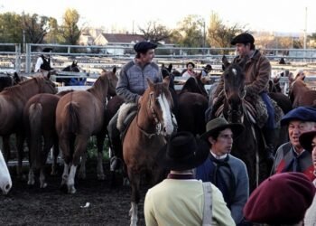 Cerco sanitario en Corrientes y Santa Fe por brotes de Encefalomielitis Equina