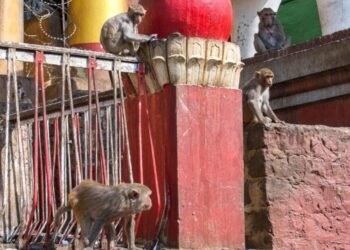 Tragedia en un templo India: un nene de 10 años murió tras el ataque de una manada de monos