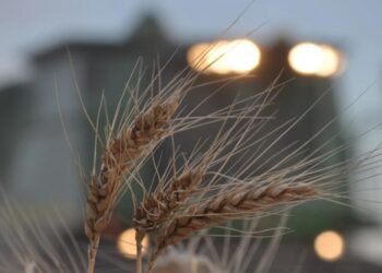 La Síntesis del día Los dólares no llueven pero abren esperanzas a los que invierten y trabajan