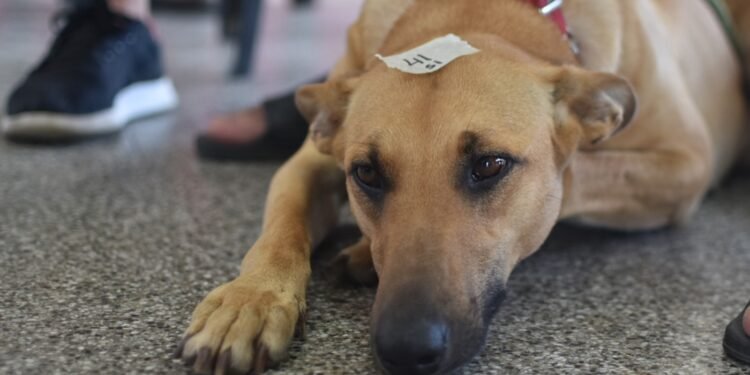 Continúan las castraciones en las vecinales