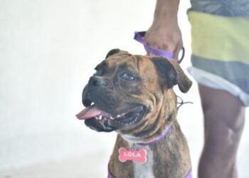 Castraciones en las vecinales