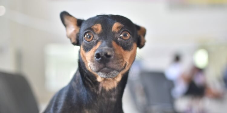 Se realizarán castraciones en las vecinales