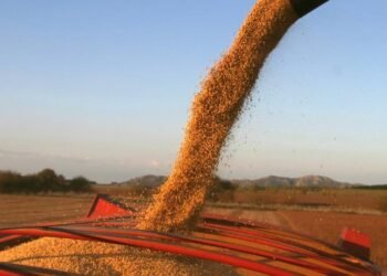 Las lluvias cambiaron el panorama para la soja y el maíz: exportarían US$ 29.000 millones