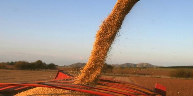 Las lluvias cambiaron el panorama para la soja y el maíz: exportarían US$ 29.000 millones