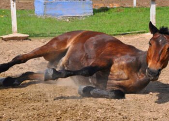 La provincia brindó recomendaciones por casos de encefalitis en equinos