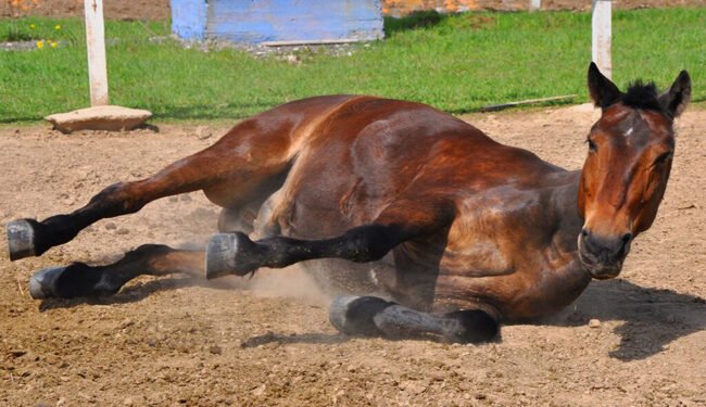 La provincia brindó recomendaciones por casos de encefalitis en equinos