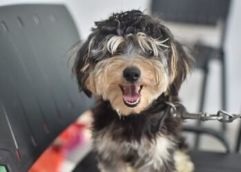 Últimos días del Quirófano Móvil en el barrio El Bosque