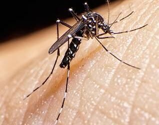 Confirman dengue en Rafaela: hay un contagio y habrá un operativo de bloqueo