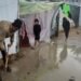 Fuertes lluvias agravan la precaria situación en los campamentos de desplazados en Gaza