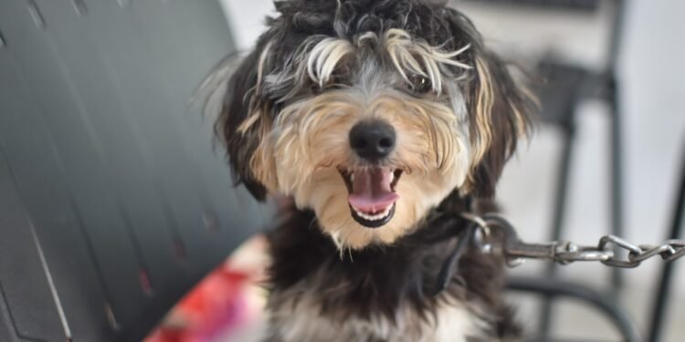 Castraciones en las vecinales