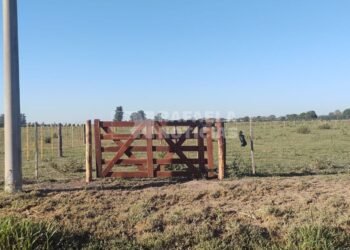 Corrales municipales vacíos y cada vez más caballos sueltos