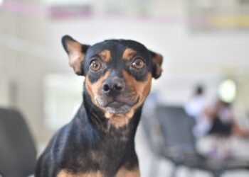 Continúan las castraciones en tu barrio