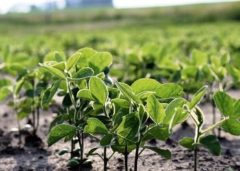 Comenzó en la región la siembra de soja tardía con proyección de 600.000 hectáreas