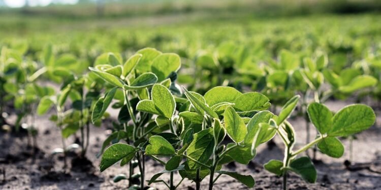 Comenzó en la región la siembra de soja tardía con proyección de 600.000 hectáreas