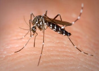 Dengue y fiebre hemorrágica: situación epidemiológica en la provincia al 3 de enero