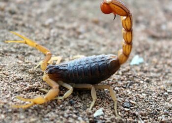 Prevención de accidentes por picaduras de alacranes