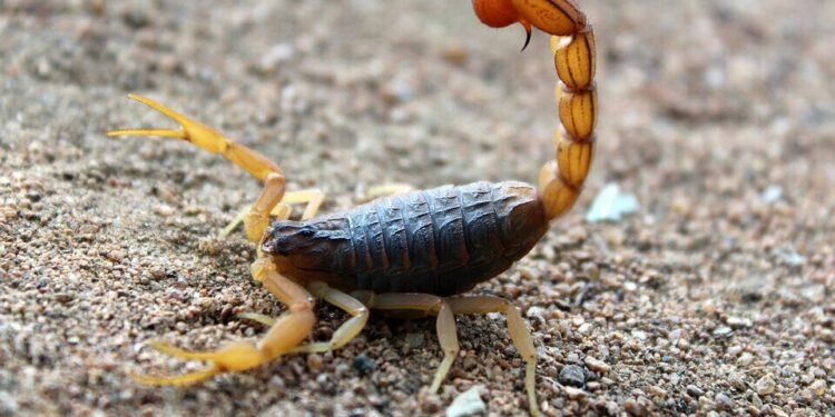 Prevención de accidentes por picaduras de alacranes